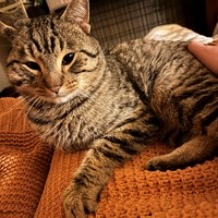 Lost Pet Image