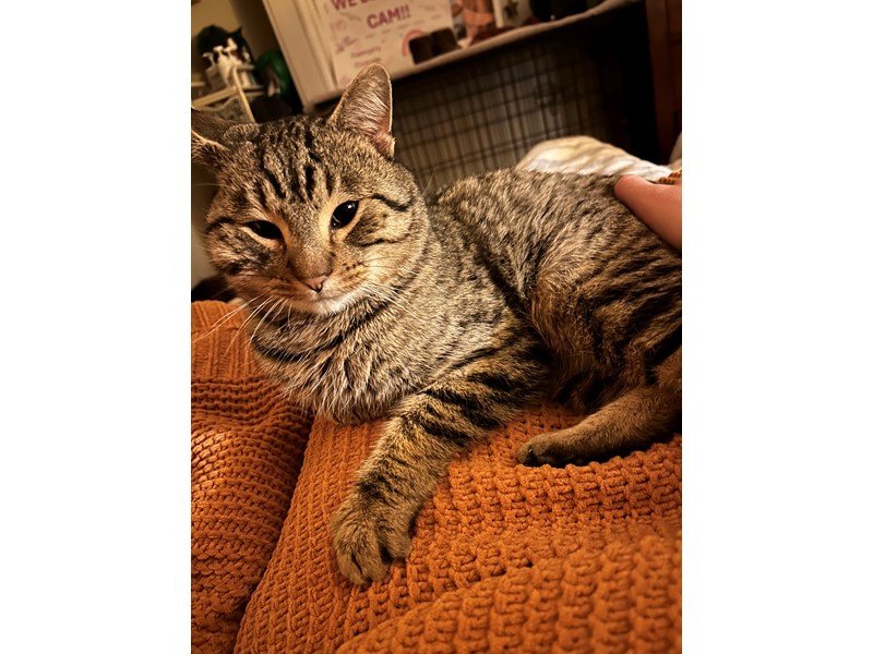 Pet Photo