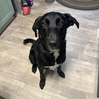 Lost Pet Image