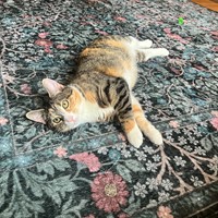 Lost Pet Image