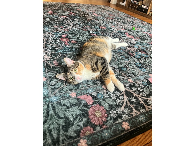 Pet Photo