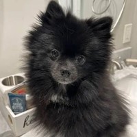Lost Pet Image
