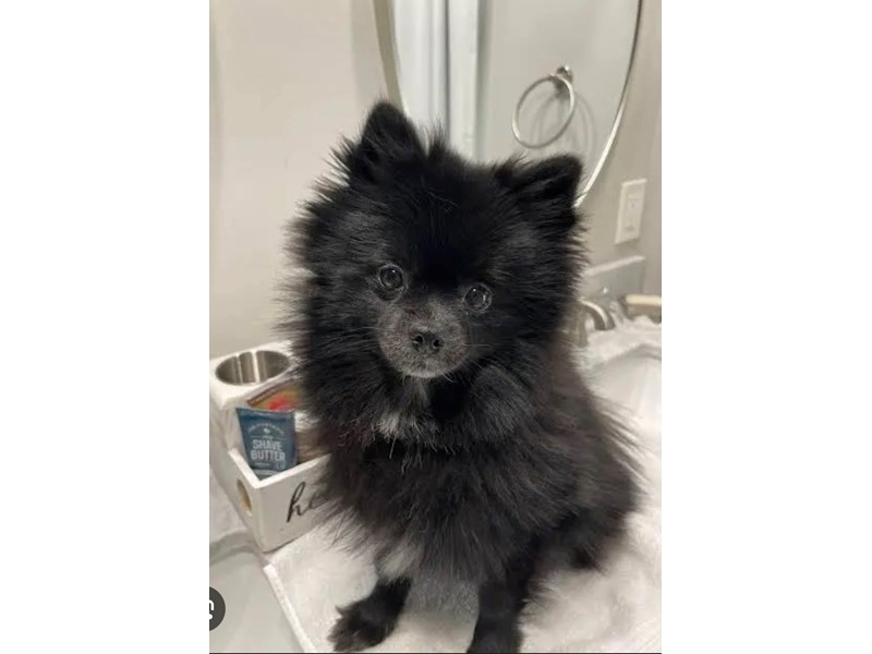 Pet Photo