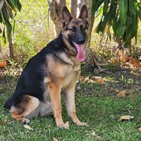 Lost Pet Image