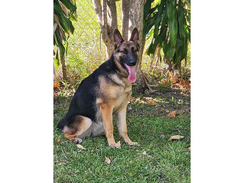 Pet Photo