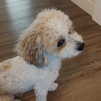 Lost Pet Image