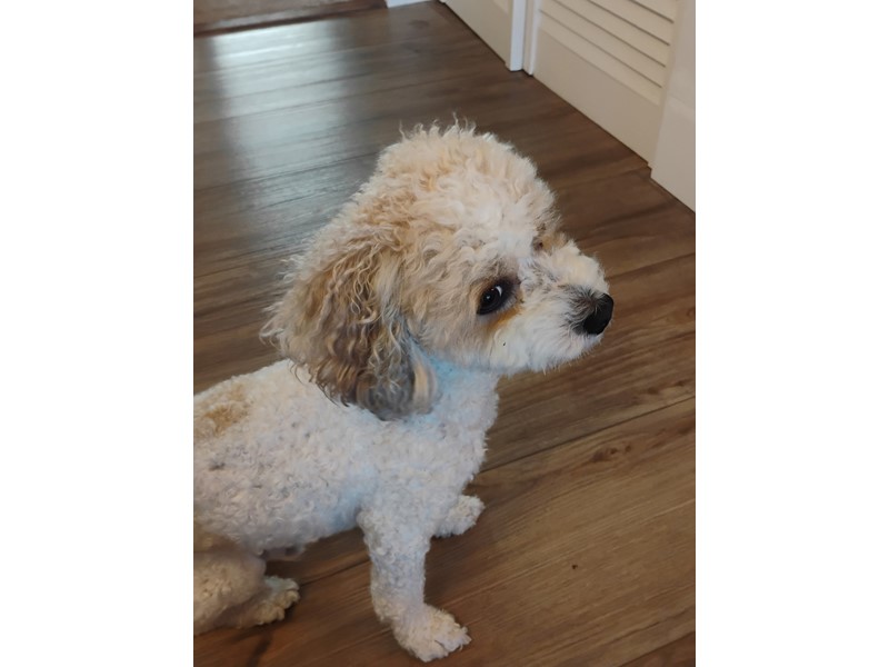 Pet Photo