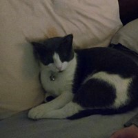 Lost Pet Image