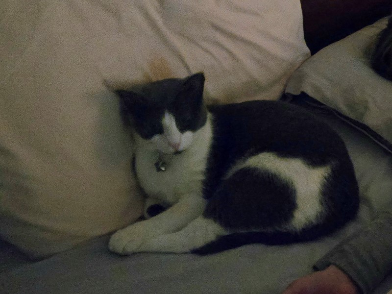 Pet Photo