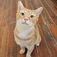 Lost Pet Image