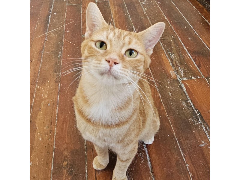 Pet Photo