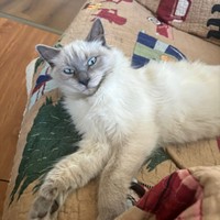 Lost Pet Image