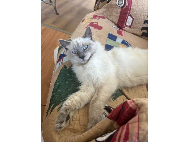 Pet Photo