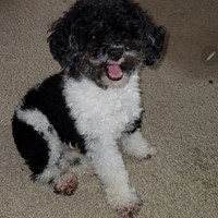Lost Pet Image