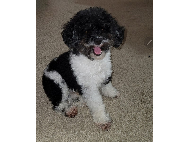 Pet Photo