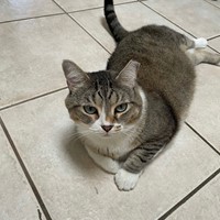 Lost Pet Image