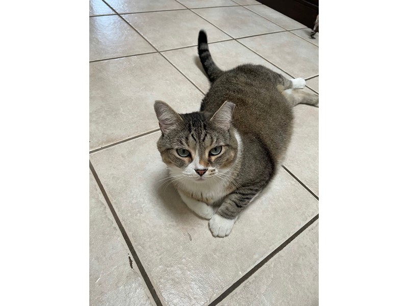 Pet Photo