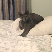 Lost Pet Image