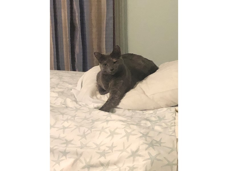 Pet Photo