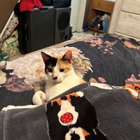 Lost Pet Image