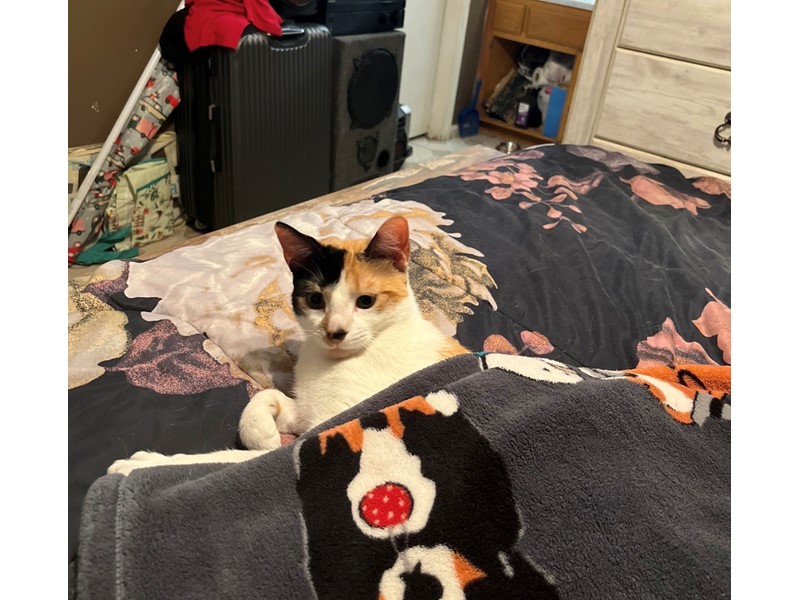 Pet Photo