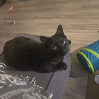 Lost Pet Image