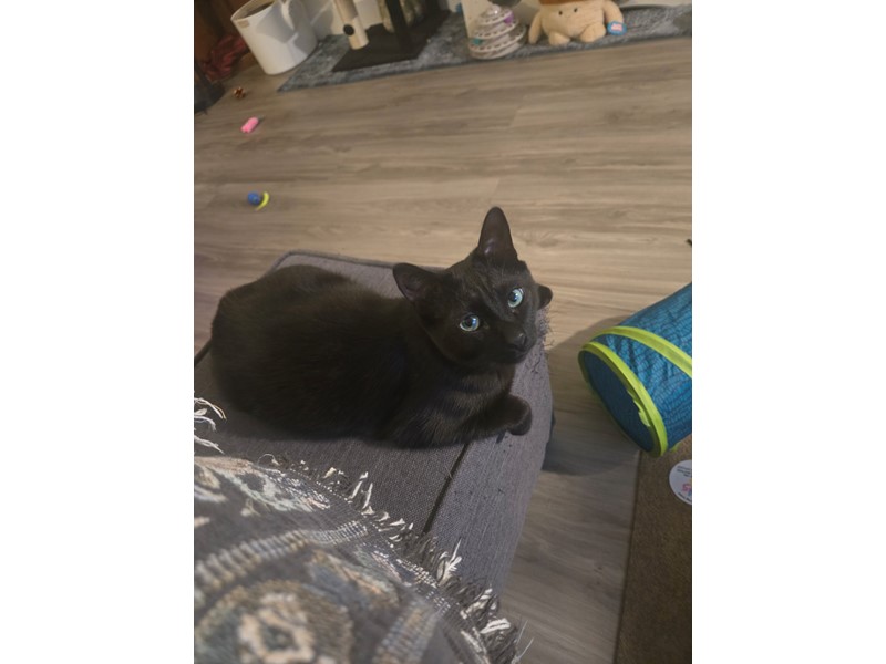 Pet Photo