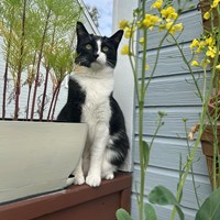 Lost Pet Image