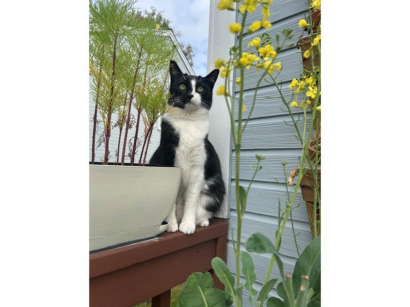 Pet Photo