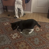 Lost Pet Image