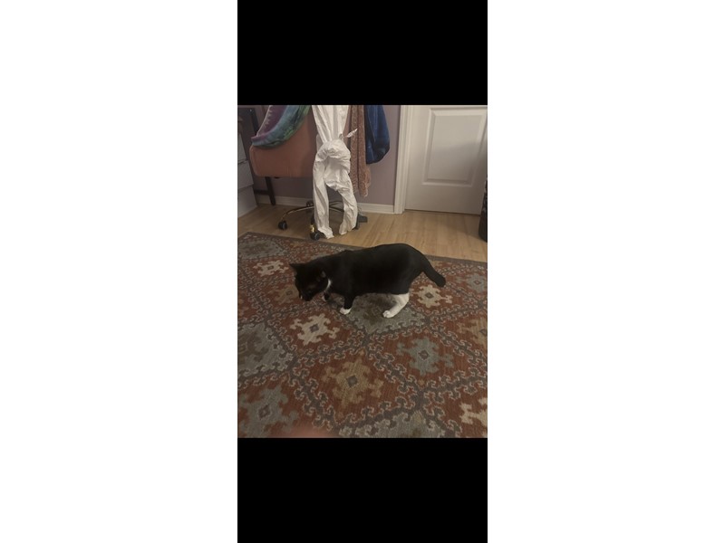 Pet Photo