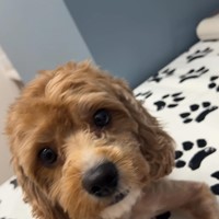 Lost Pet Image