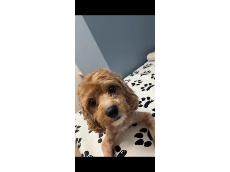 Pet Photo