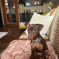 Lost Pet Image