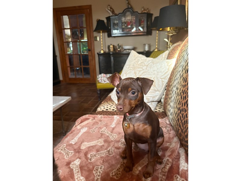 Pet Photo