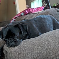 Lost Pet Image