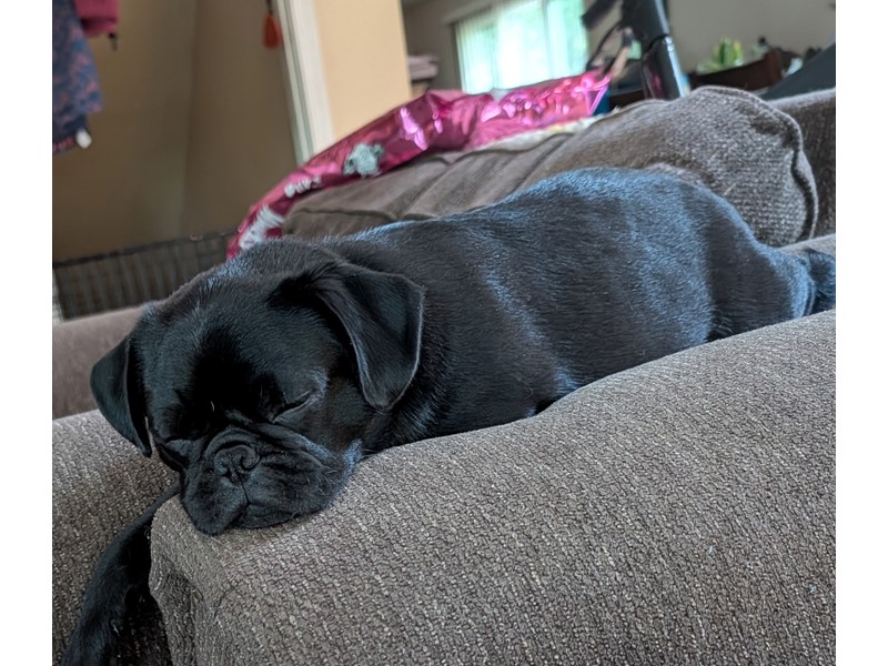 Pet Photo