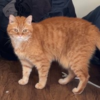 Lost Pet Image