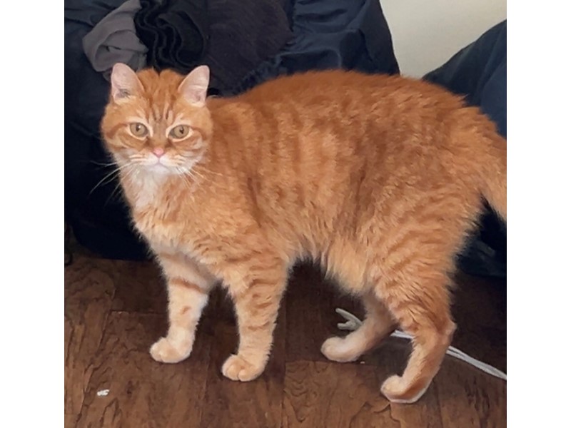Pet Photo
