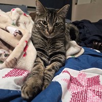 Lost Pet Image
