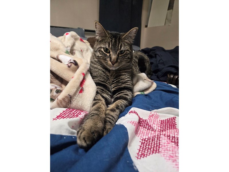Pet Photo