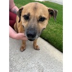 Odie