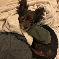 Lost Pet Image
