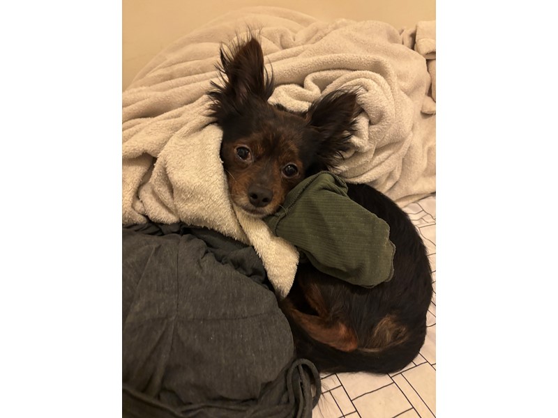 Pet Photo