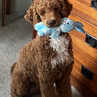 Lost Pet Image