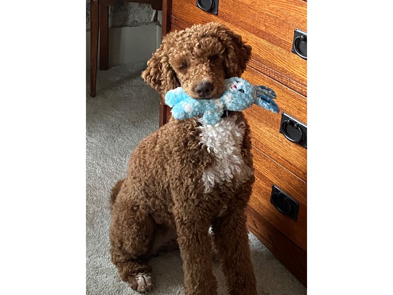 Pet Photo