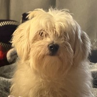 Lost Pet Image