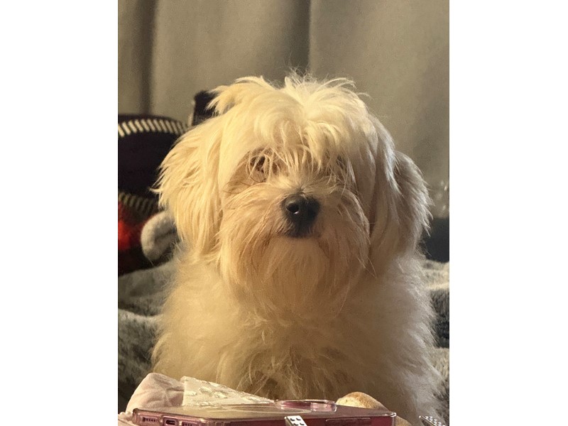 Pet Photo