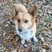 Lost Pet Image
