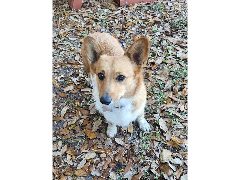 Pet Photo
